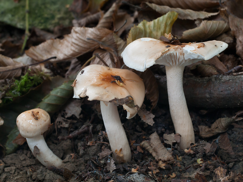 Hygrophorus carpini